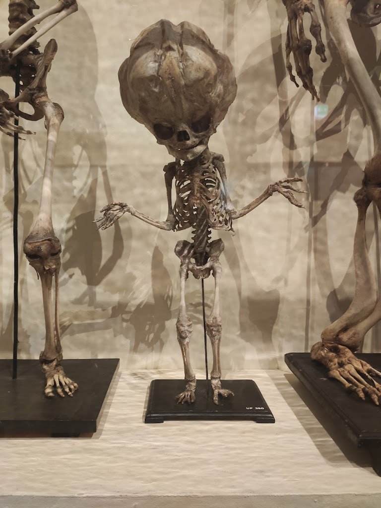 11346 university museum utrecht umu 1