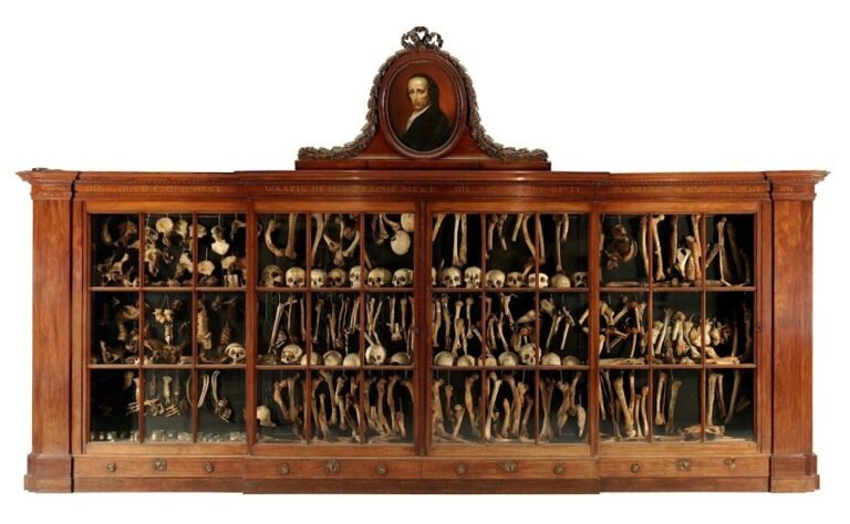 9280 museum vrolik 1 768x474